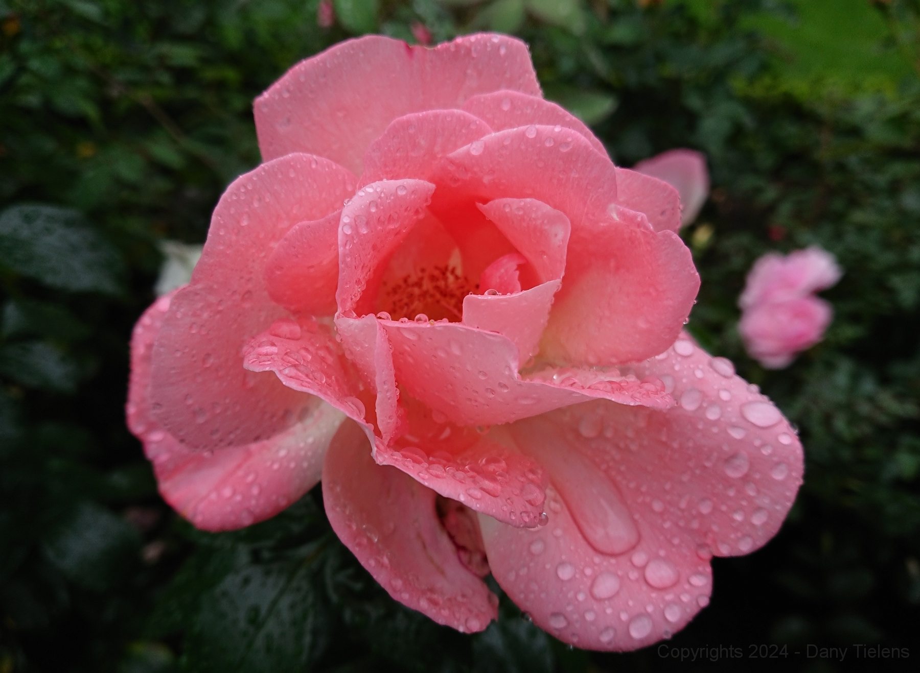 Rosa - Roseromantic 2018 - 02.jpg